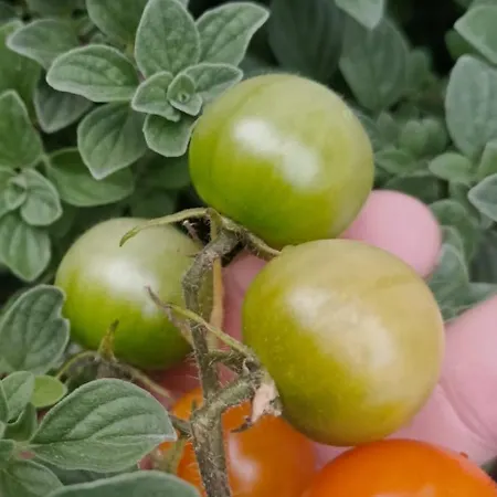 Appartamento Las Gaviotas Bajamar (La Laguna)